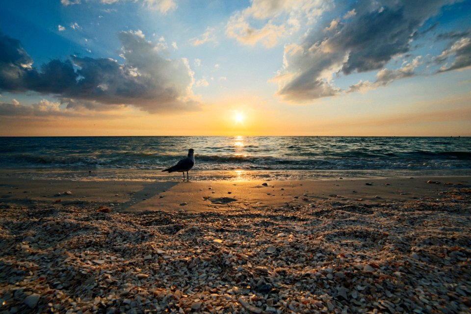 Avian Beach Bird Clouds photo