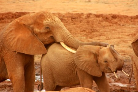 Elephants photo