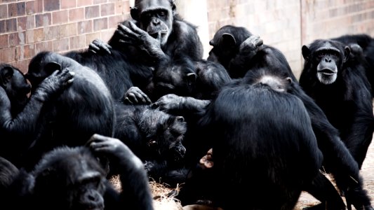 Group Of Monkeys