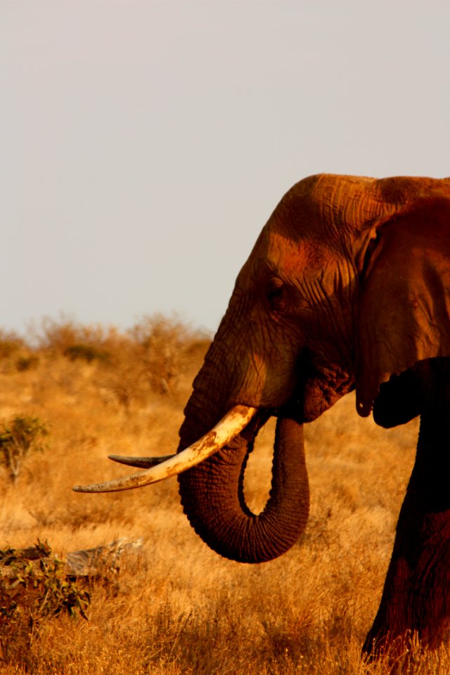 Elephant