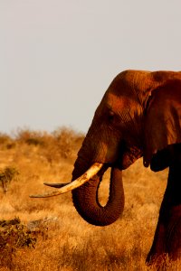 Elephant photo