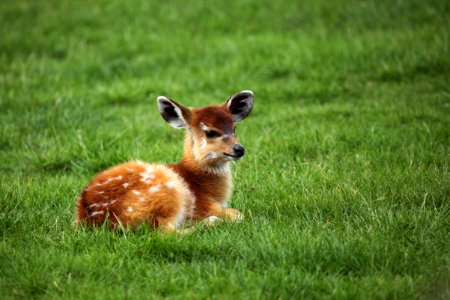 Baby Antelope photo