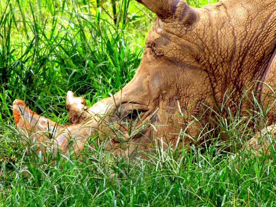Rhinoceros Head Green Grass