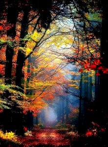 Path Through Forest In Autumn photo