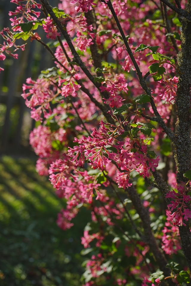 Red ribes sanguineum currants
