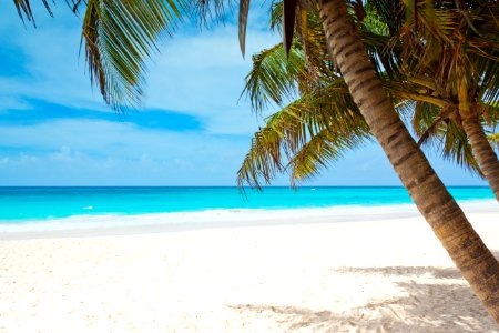 Tropical Paradise