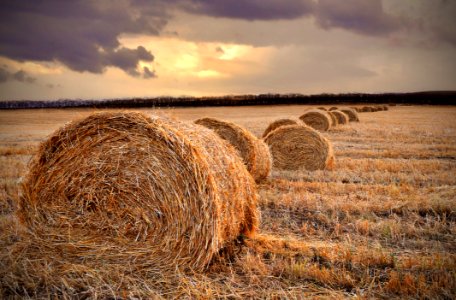 Straw In The Field