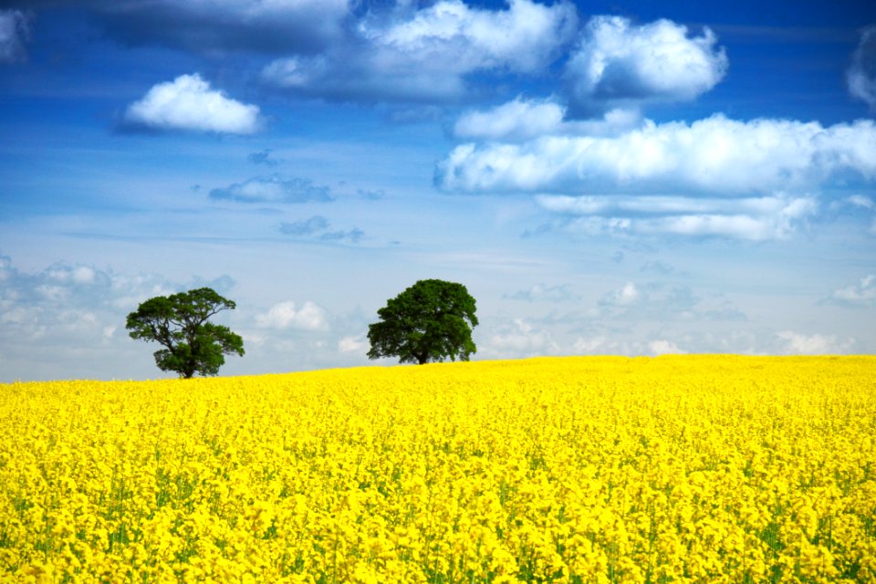 Tree In Field
