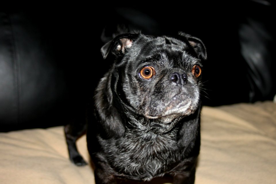 Puppy Dog Bull Black