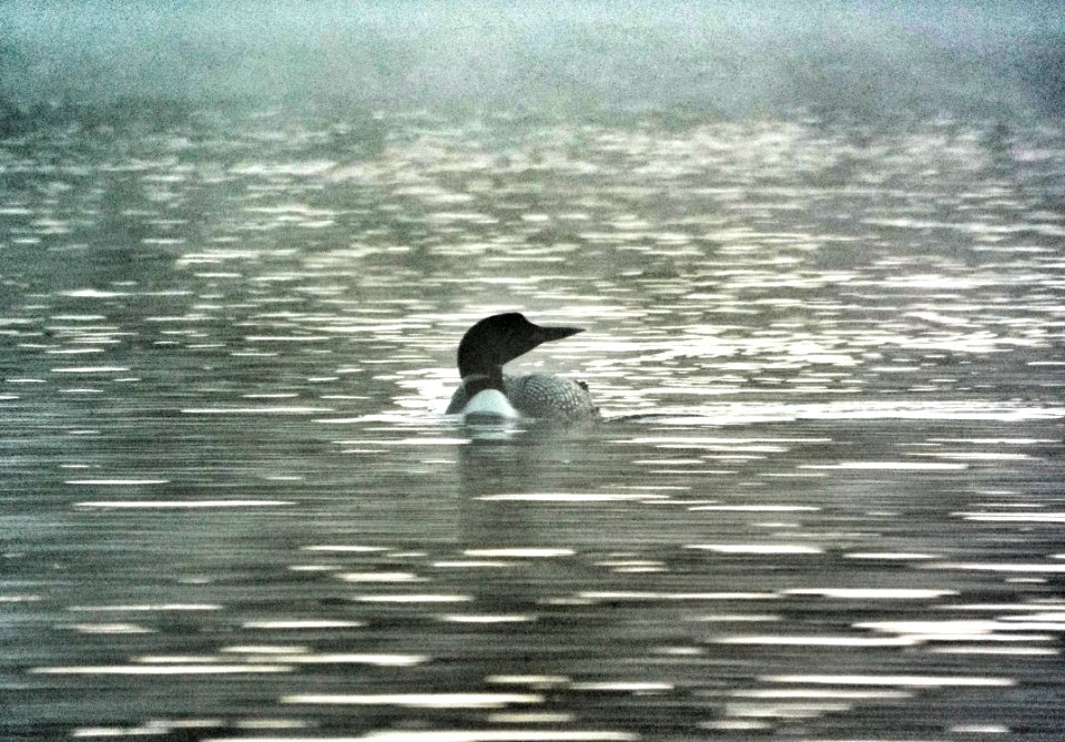 Loons In The Mist