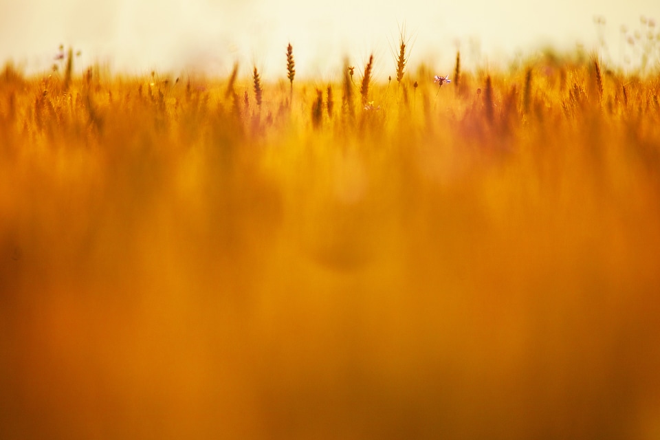 Yellow field nature