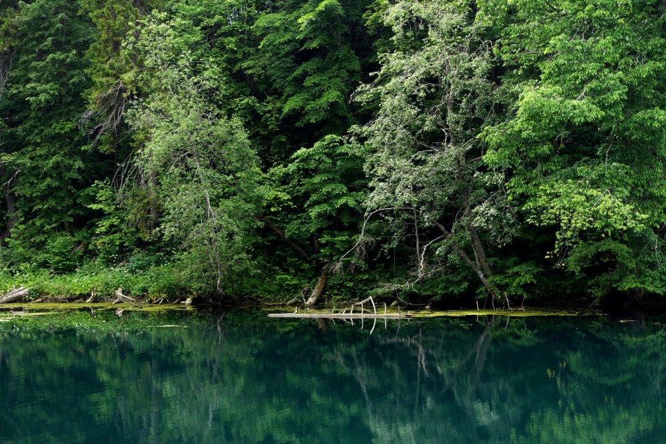 Water Plant Natural Landscape Fluvial Landforms Of Streams