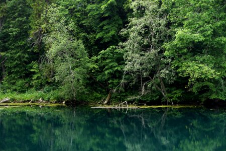 Water Plant Natural Landscape Fluvial Landforms Of Streams