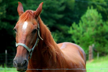 Brown Horse photo