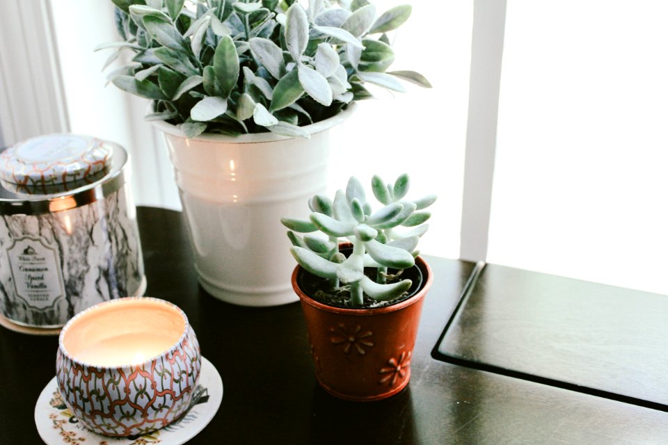Flowerpot Plant Tableware Drinkware