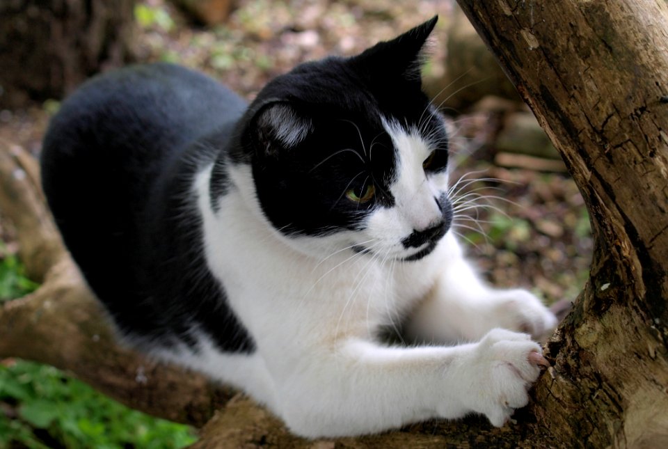 Cat Whiskers Fauna Small To Medium Sized Cats