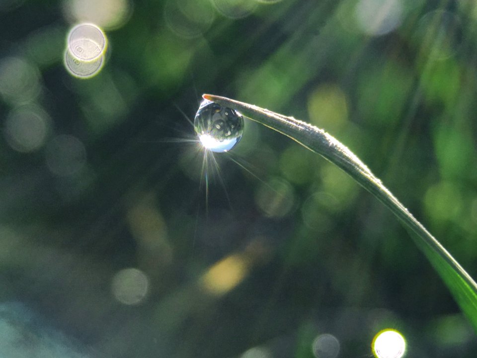 Water Dew Moisture Drop