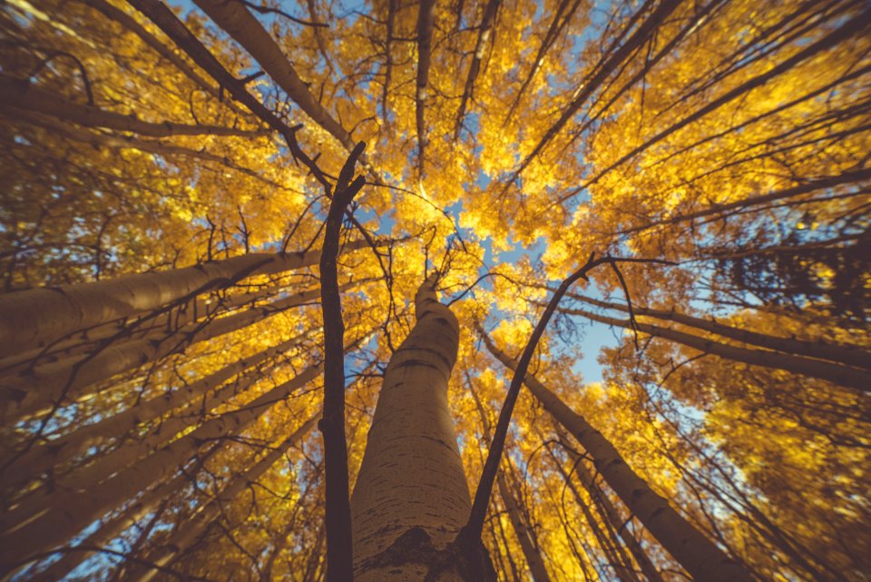 Nature Tree Yellow Woody Plant
