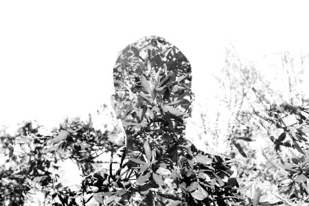 Black And White Monochrome Photography Tree Leaf photo