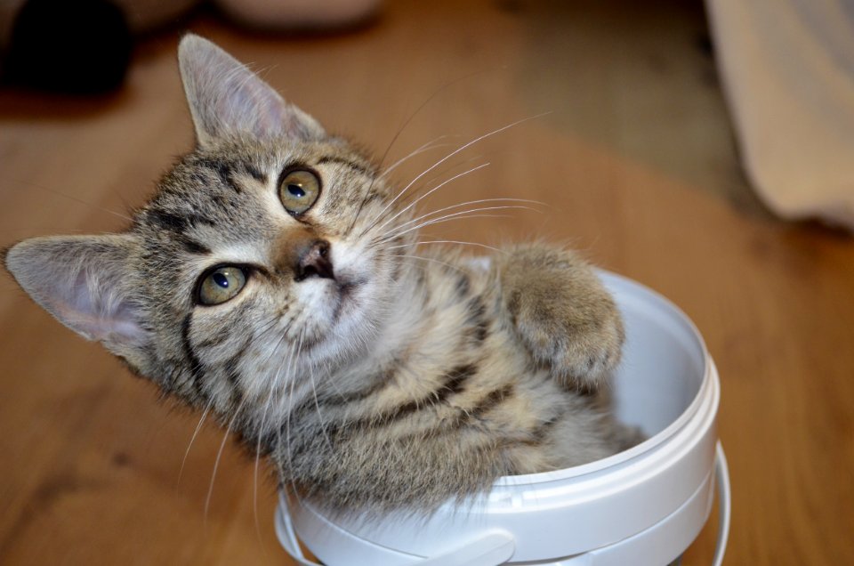 Cat Dragon Li Small To Medium Sized Cats Whiskers