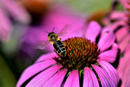 Honey Bee Bee Nectar Insect photo