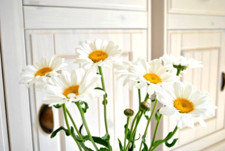 Flower Yellow Flowering Plant Cut Flowers