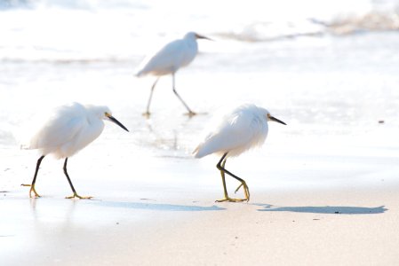 Bird Shore Shorebird Beak