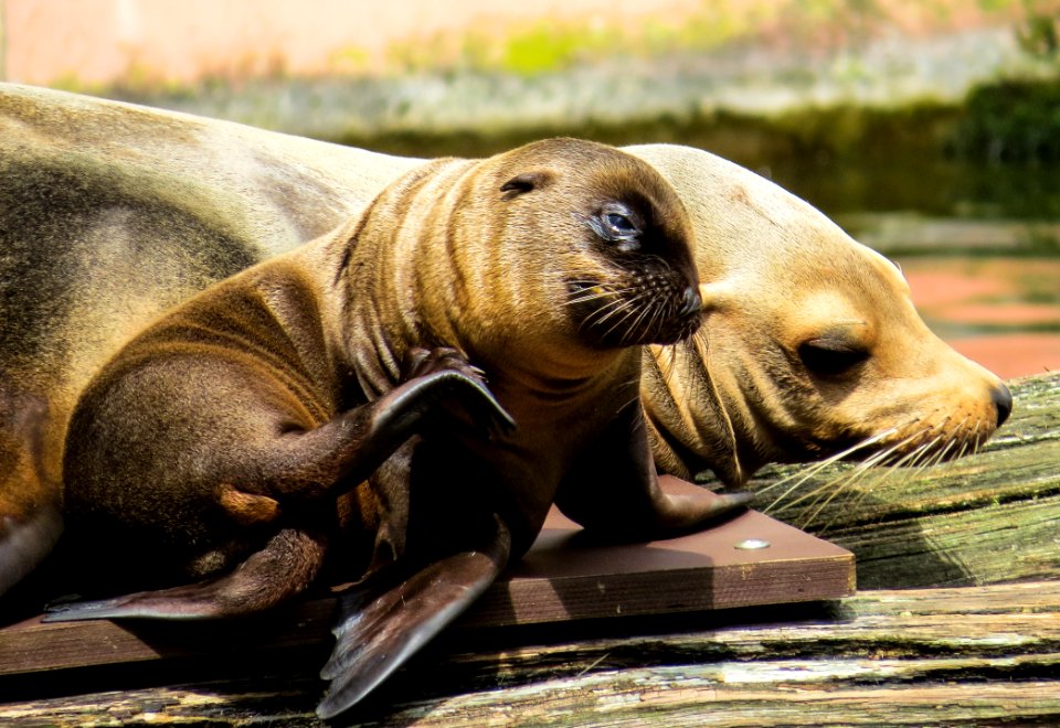 Seals Fauna Mammal Terrestrial Animal