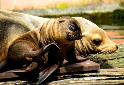 Seals Fauna Mammal Terrestrial Animal photo