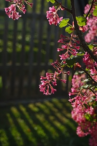 Red ribes sanguineum currants