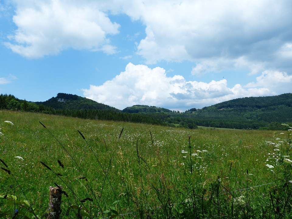 Swabian alb sheep mountain zollernalb