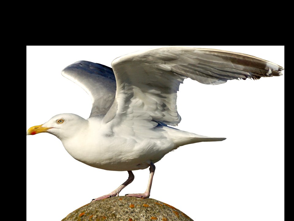 Bird Gull Beak European Herring Gull