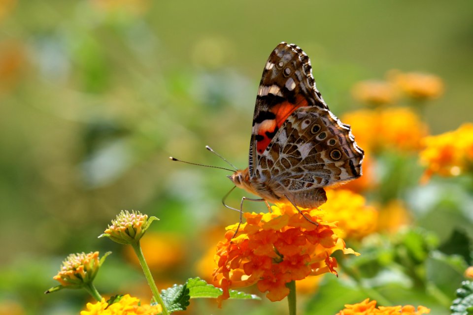 Butterfly Moths And Butterflies Insect Nectar