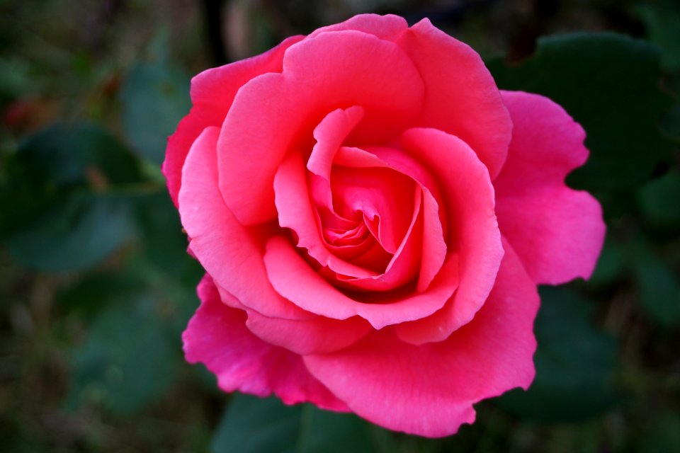 Rose Flower Rose Family Pink