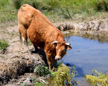 Cattle Like Mammal Highland Wildlife Pasture photo