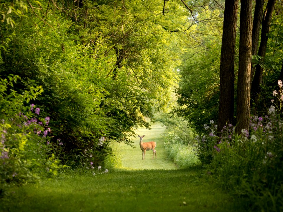 Nature Vegetation Green Woodland