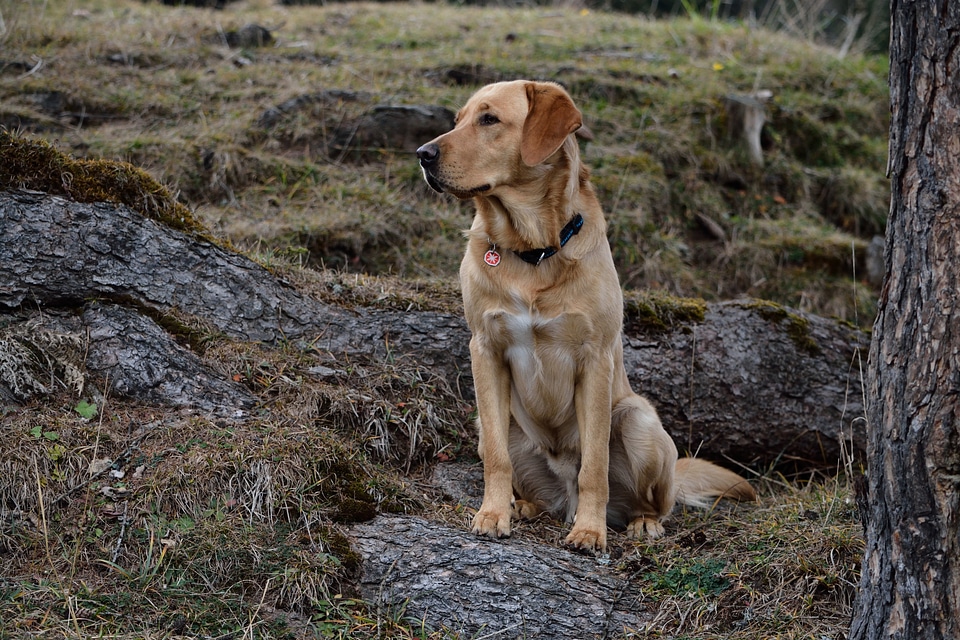 Sitting bright coat pet