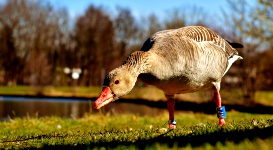 Bird Water Bird Beak Ducks Geese And Swans photo