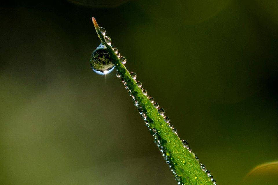Water Dew Moisture Macro Photography