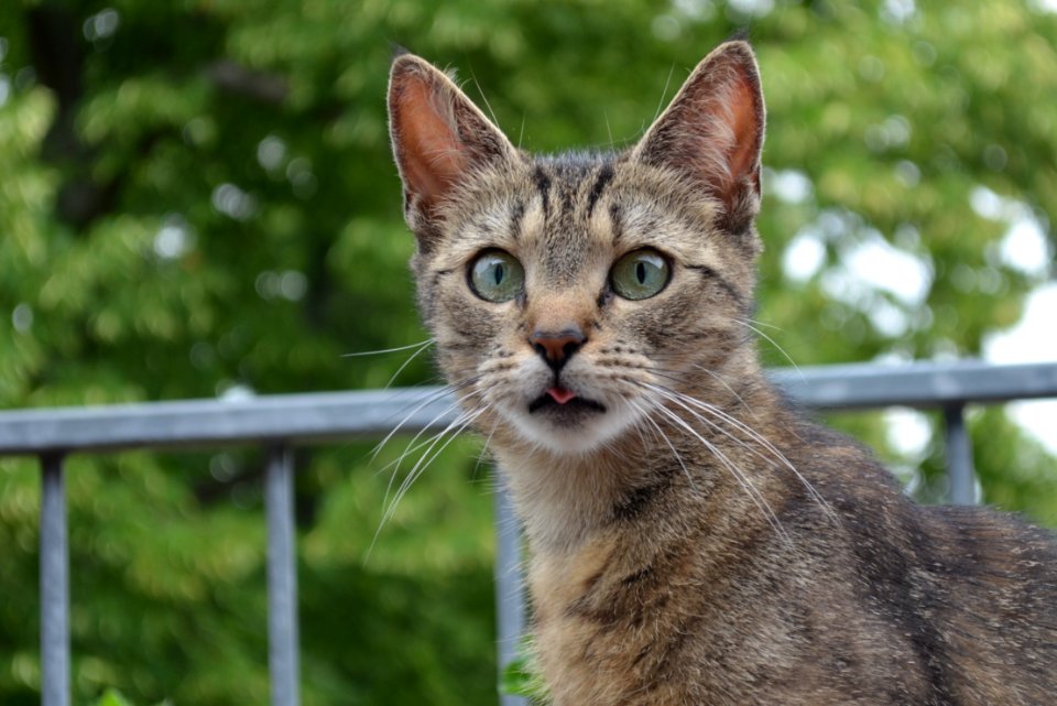 Cat Fauna Whiskers Small To Medium Sized Cats