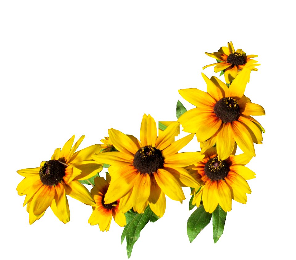 Flower Sunflower Yellow Flowering Plant