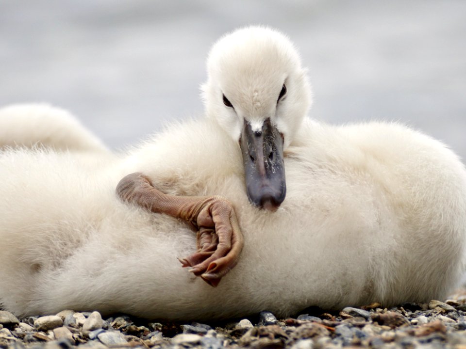 Water Bird Swan Beak Fauna
