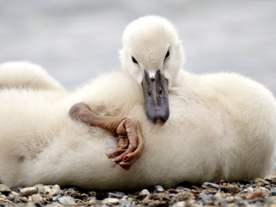 Water Bird Swan Beak Fauna