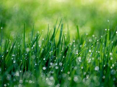Water Dew Grass Green