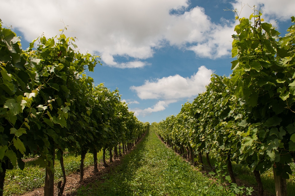 Countryside europe vine