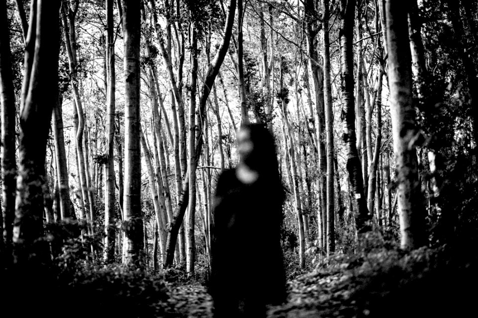 Tree Black Nature Photograph