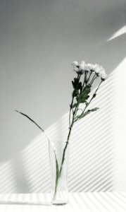 Flower Vase Plant Still Life Photography photo
