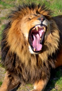 Wildlife Lion Facial Expression Mammal photo