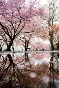 Tree Reflection Pink Flower photo