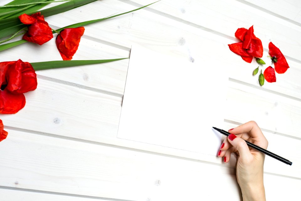 Flower Flowering Plant Petal Plant